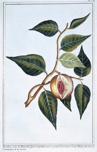Noix de muscade, planche 7, de 